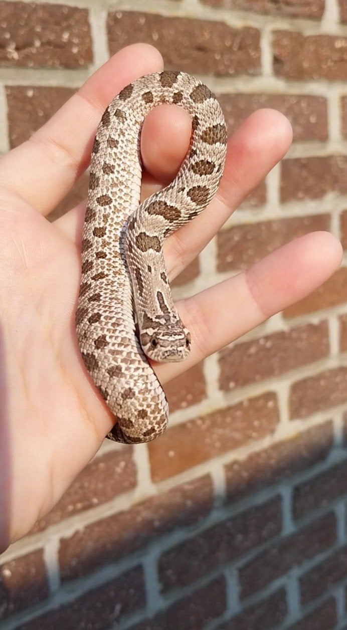 1.0 Heterodon nasicus, Dieren en Toebehoren, Slang, Tam, 0 tot 2 jaar