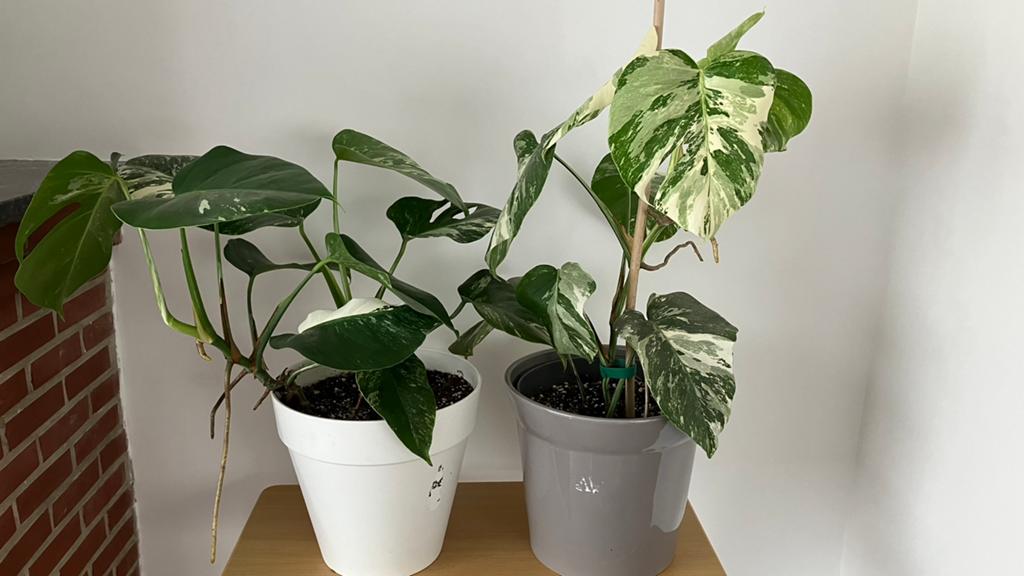 Monstera variegata, Maison & Meubles, Enlèvement ou Envoi
