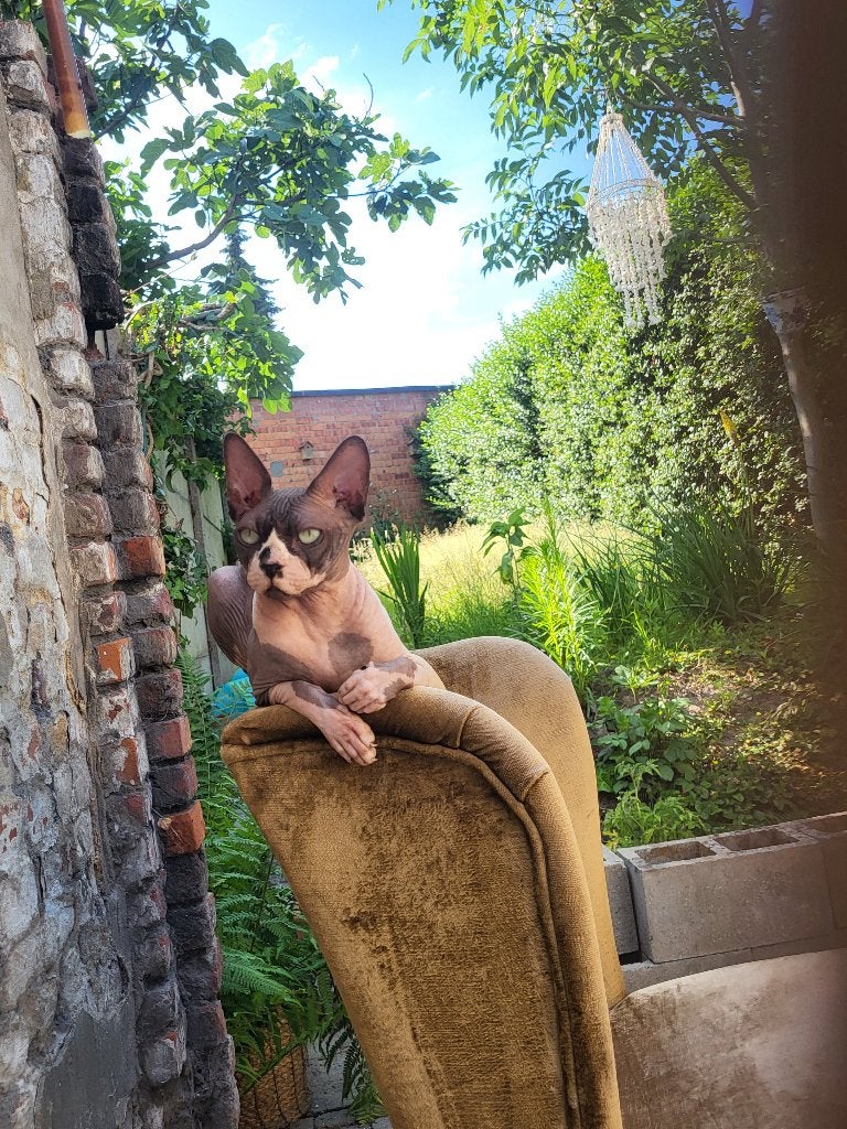Poes en Kat Canadiense, Poes, Gechipt, 3 tot 5 jaar