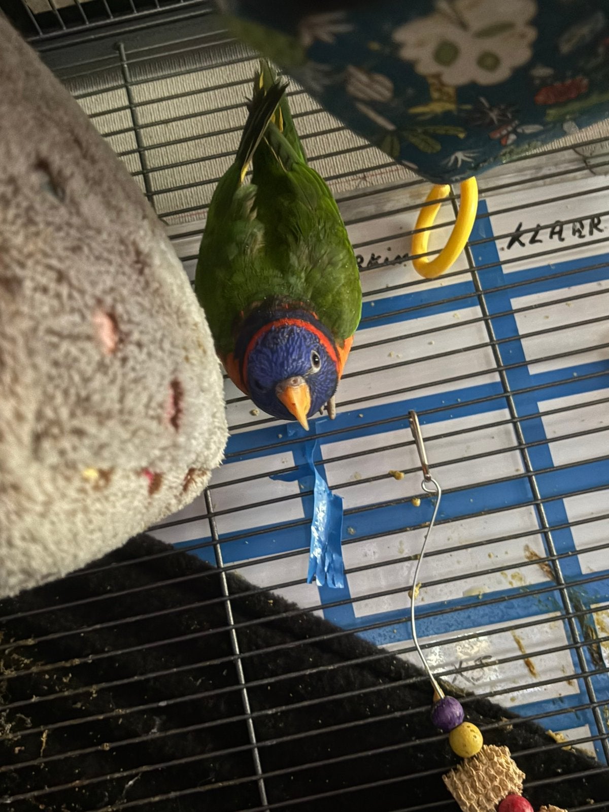 2 loris met kooi, Animaux & Accessoires, Oiseaux | Perruches & Perroquets, Parleur