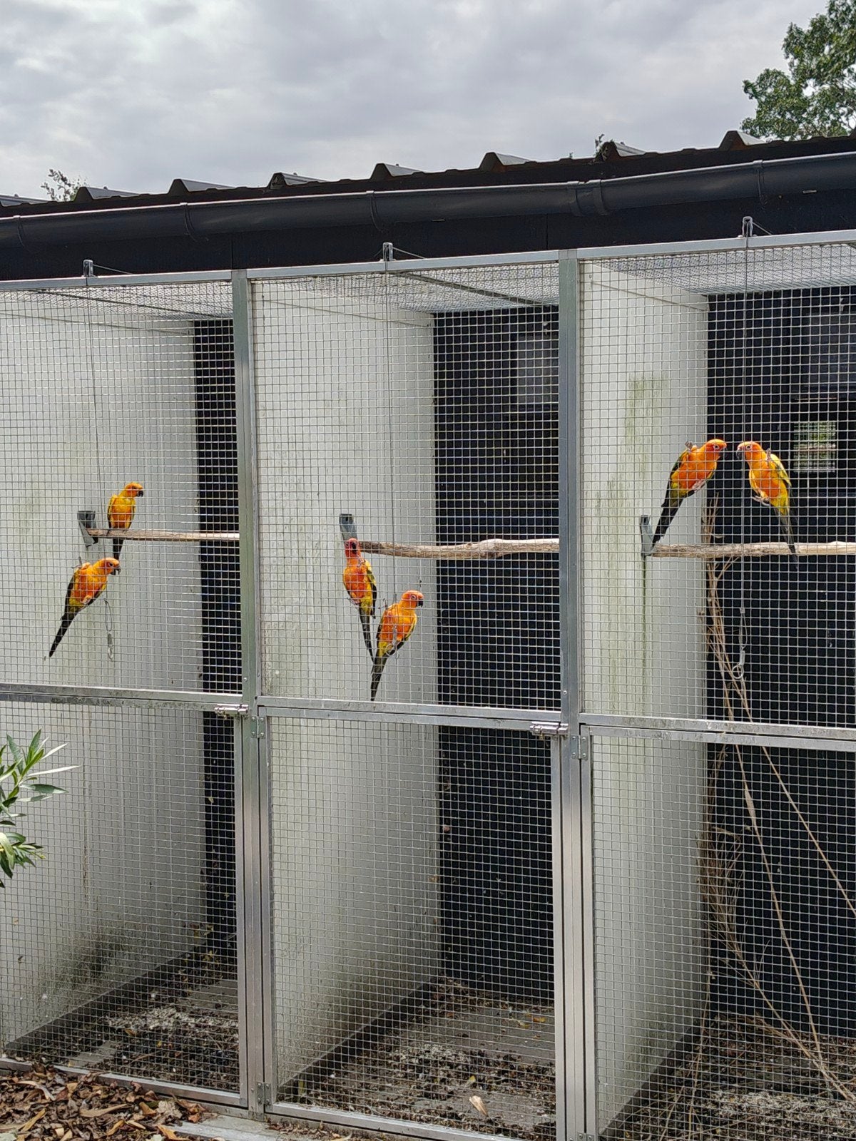 Wegens stopzetting verschillende kweekkoppels zonparkieten, Dieren en Toebehoren, Vogels | Parkieten en Papegaaien, Meerdere dieren