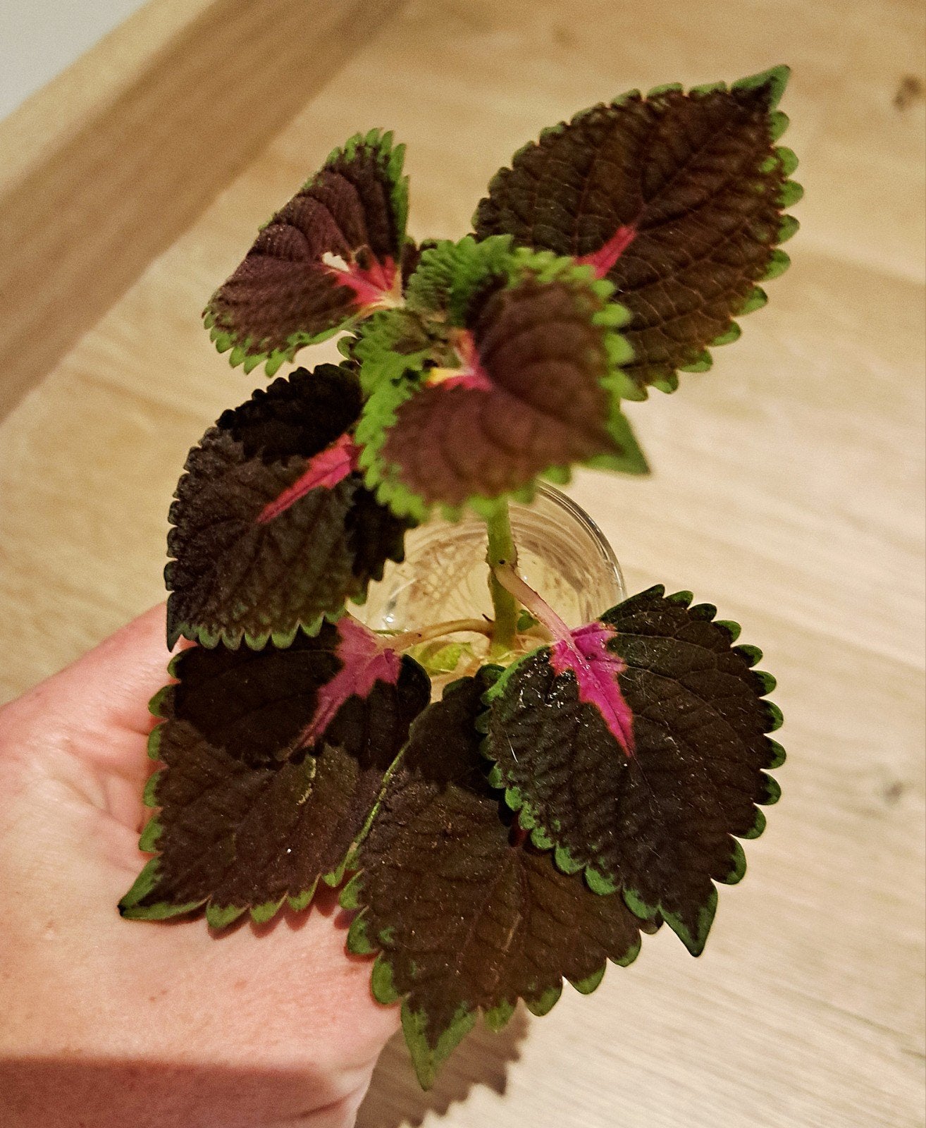 Siernetel stekje (Coleus), Huis en Inrichting, Kamerplanten, Overige soorten, Halfschaduw, Ophalen