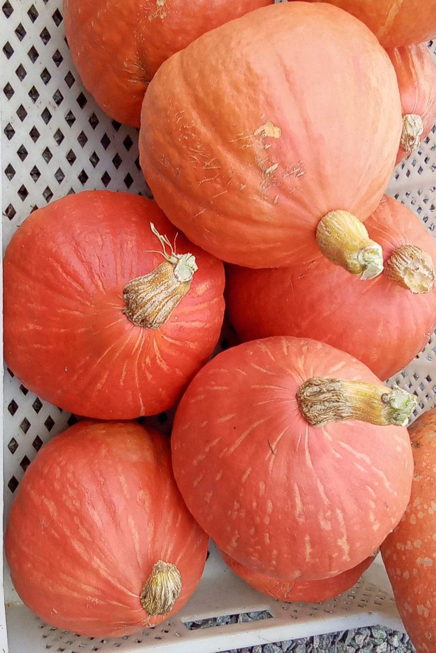pompoenen, Tuin en Terras, Ophalen