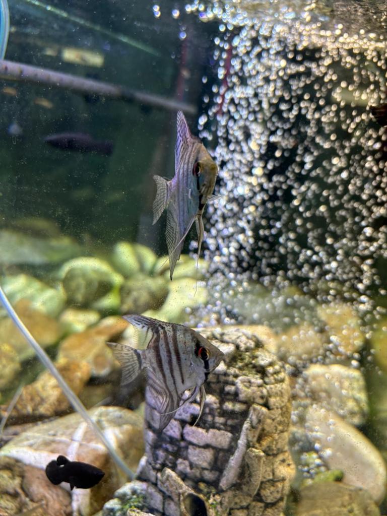 Vissen bestand te koop, Dieren en Toebehoren, Vissen | Aquariumvissen