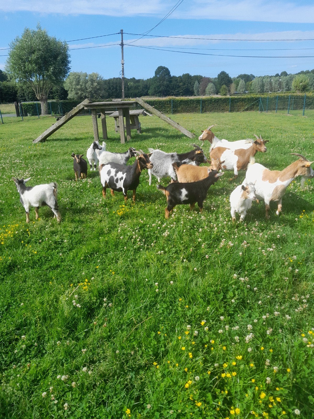 Dwerggeitjes, Plusieurs animaux, Chèvre, 0 à 2 ans