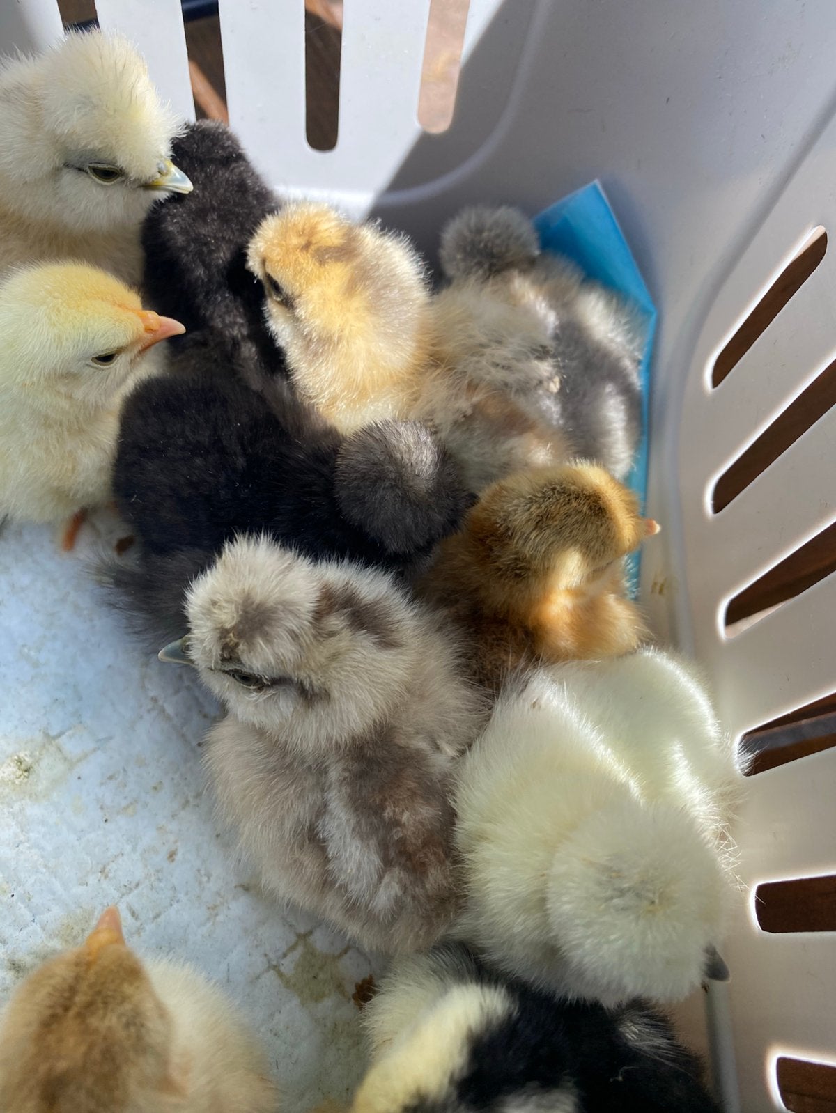 Kuikens, Dieren en Toebehoren, Geslacht onbekend