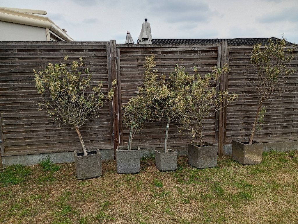 5 olijfbomen, Tuin en Terras, 100 tot 250 cm, Olijfboom, Zomer, Ophalen