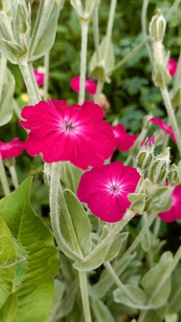Prikneusje /Lychnis coronaria 6 voor 5 euro, Vaste plant, Halfschaduw, Zomer, Ophalen