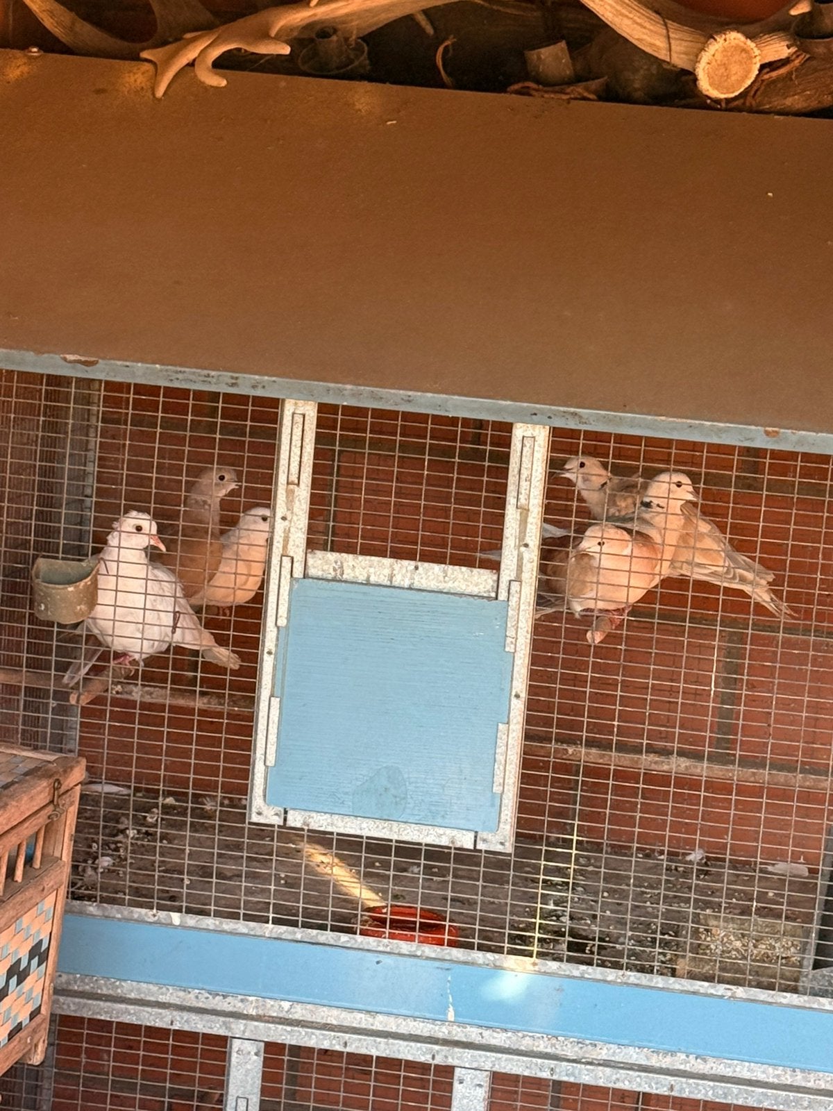Lachduiven, Dieren en Toebehoren, Vogels | Duiven