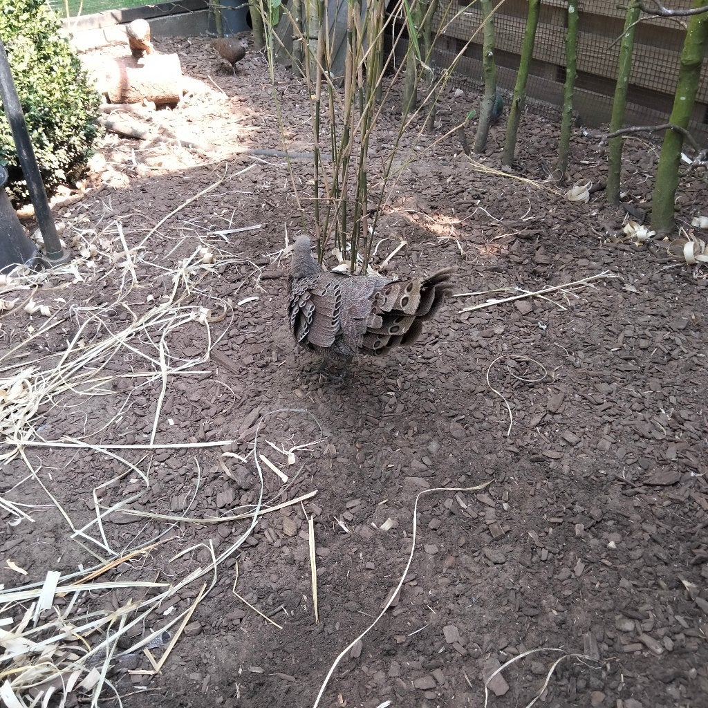Chinquis Pauwfazant, Animaux & Accessoires, Volatiles, Plusieurs animaux, Autres espèces