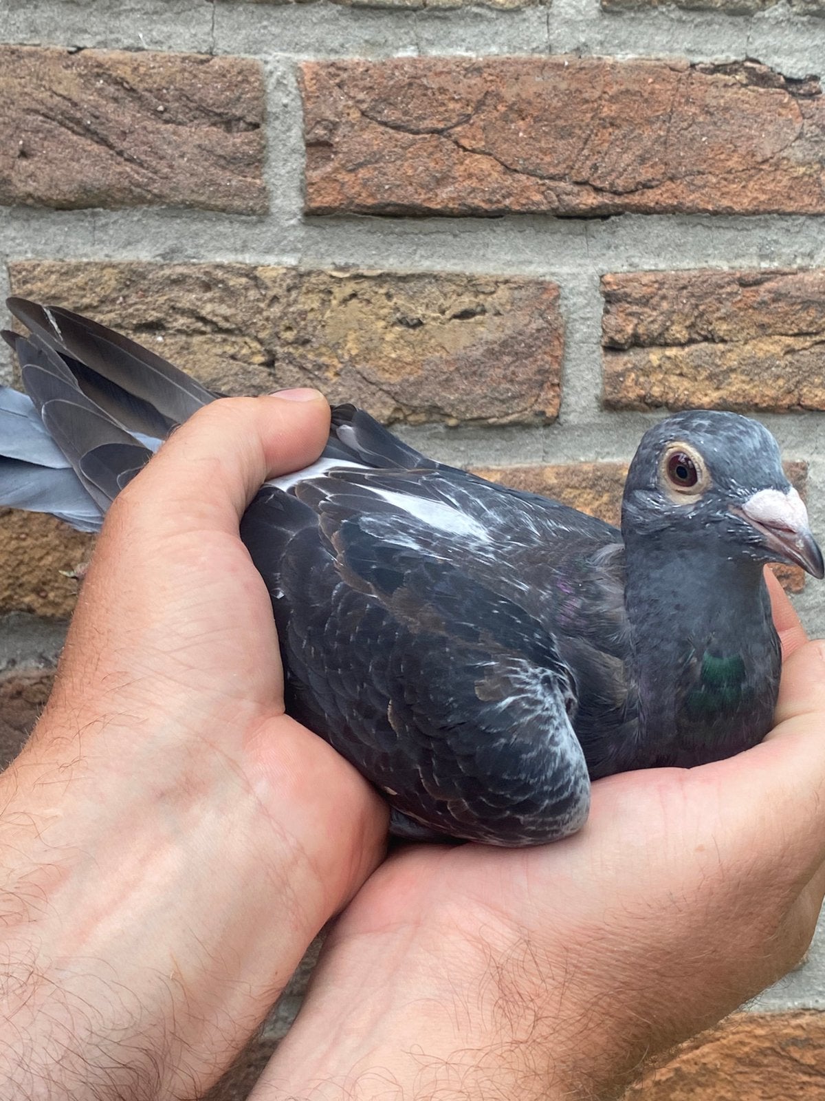 Doffer 2026 Jef van Wanroy / Jan Aarden, Dieren en Toebehoren, Vogels | Duiven, Mannelijk, Postduif