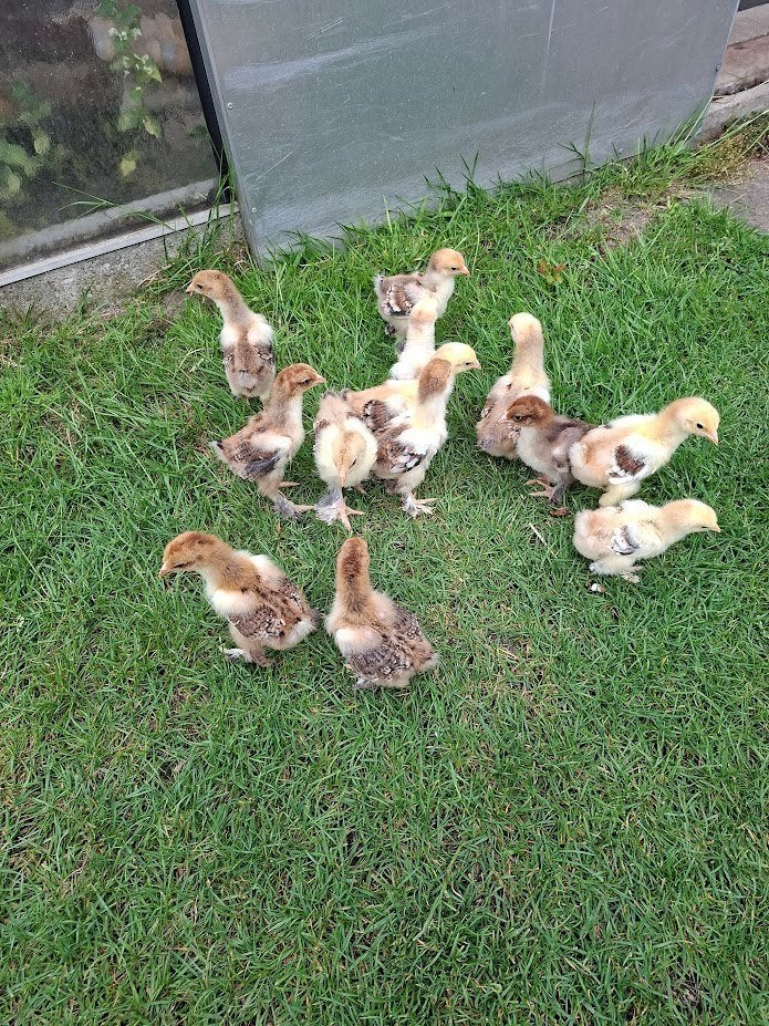 Poussins de Brahma porcelaine gros volaille, Animaux & Accessoires, Volatiles, Sexe inconnu, Poule ou poulet