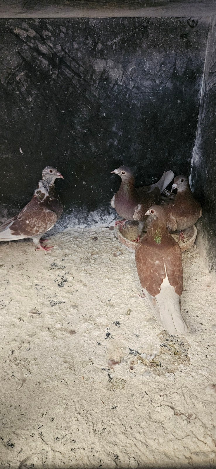 4 rode duivinnen en 3 jongen samen voor 50 euro, Dieren en Toebehoren