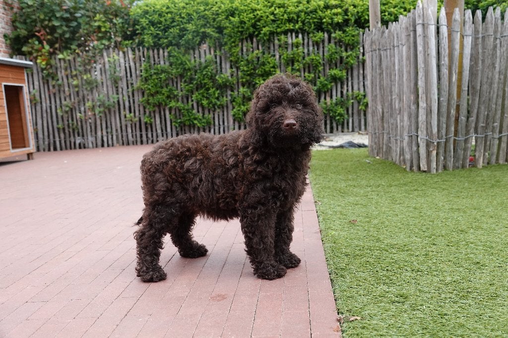 Prachtige Choco Medium Labradoodle pups, met stamboom, België, Overige rassen, CDV (hondenziekte), 8 tot 15 weken