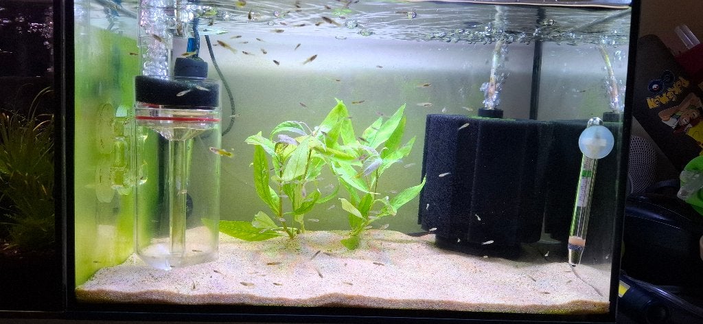 Guppy baby's, Dieren en Toebehoren, Vis, Zoetwatervis