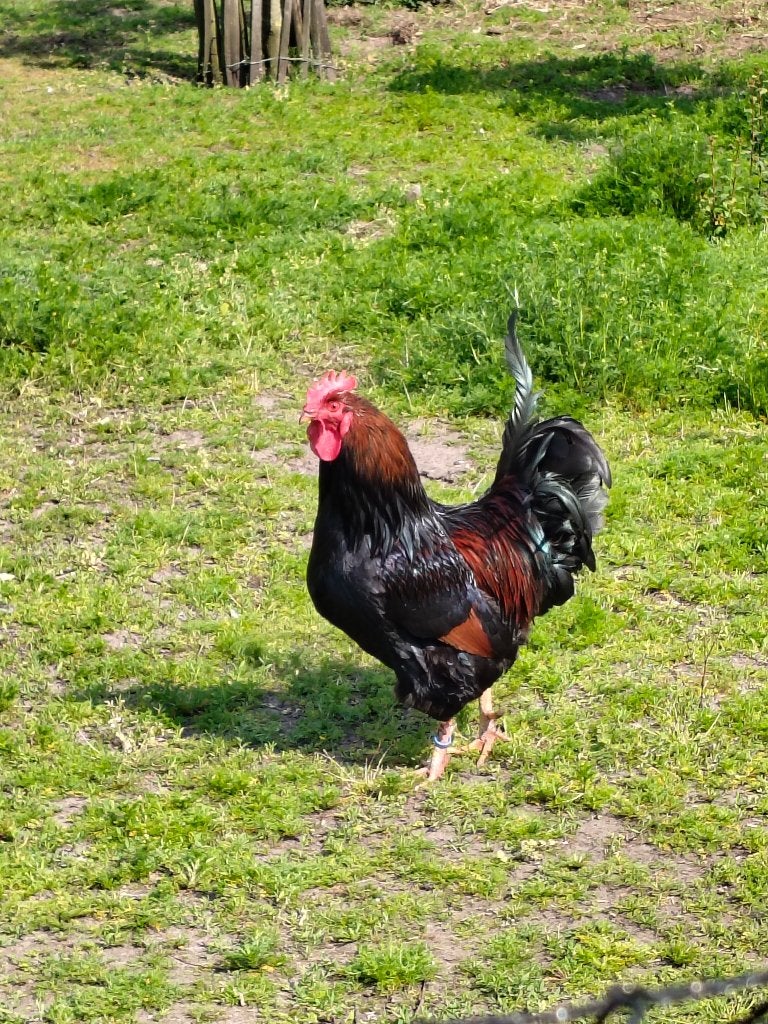 Barnevelder haan 2024, Mannelijk, Kip