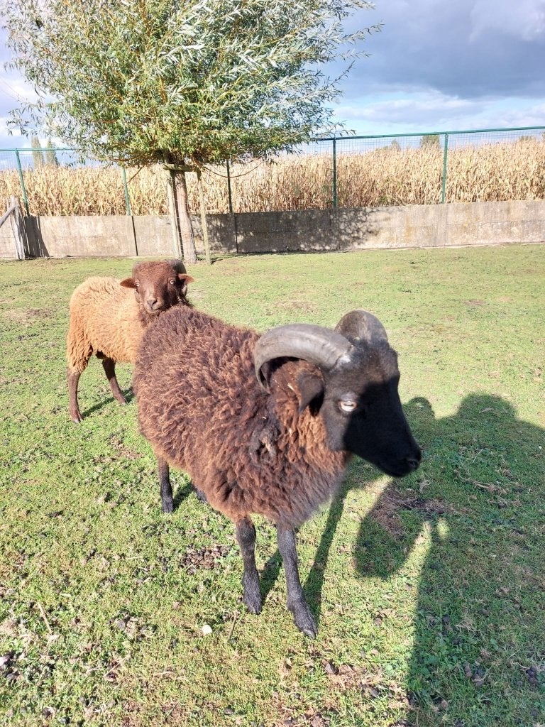 Ouessant ram, Animaux & Accessoires, Mâle, Mouton, 0 à 2 ans