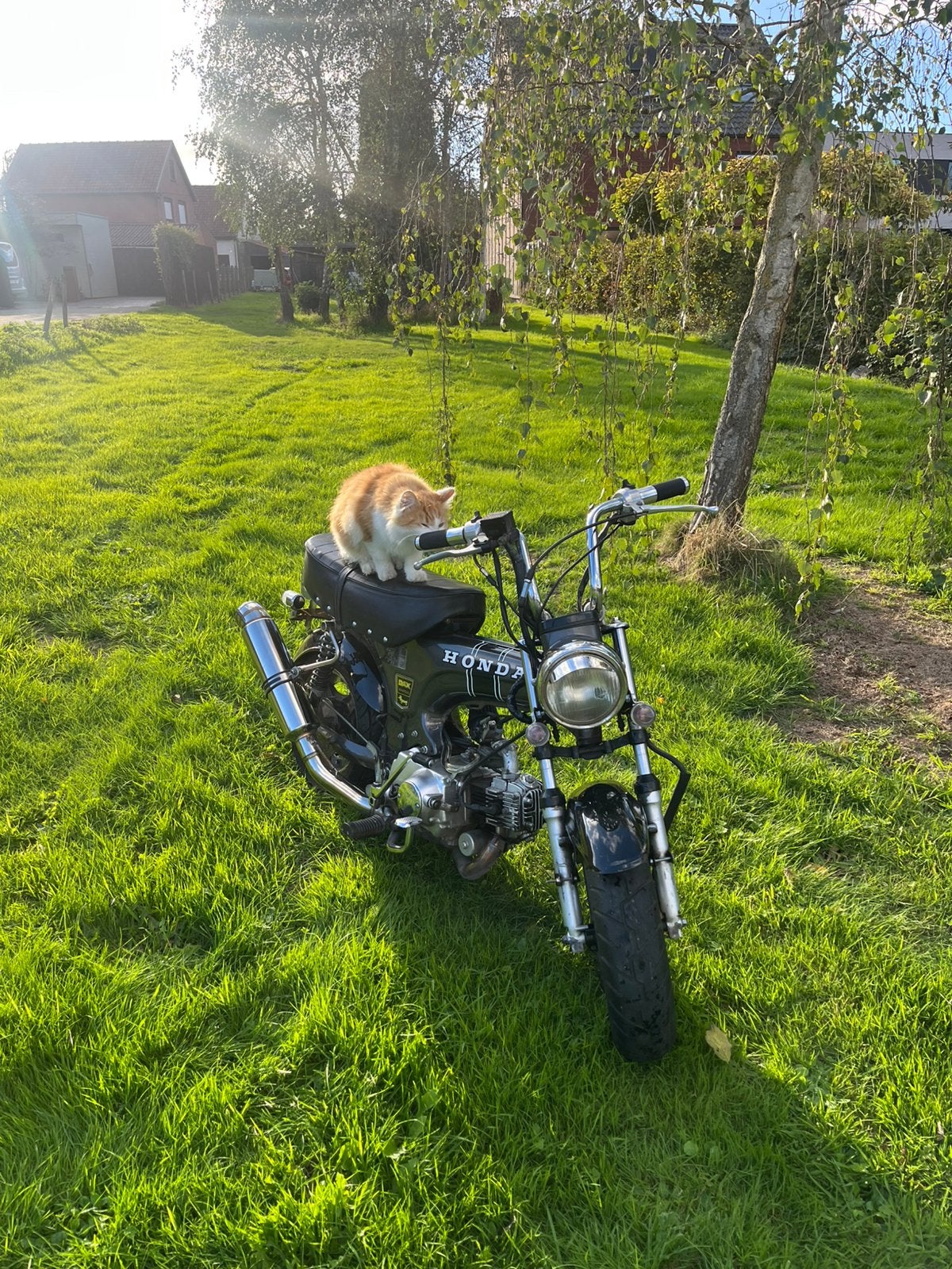 Dax zwenhua 50cc, Ophalen, Gebruikt, Overige modellen, Klasse B (45 km/u)