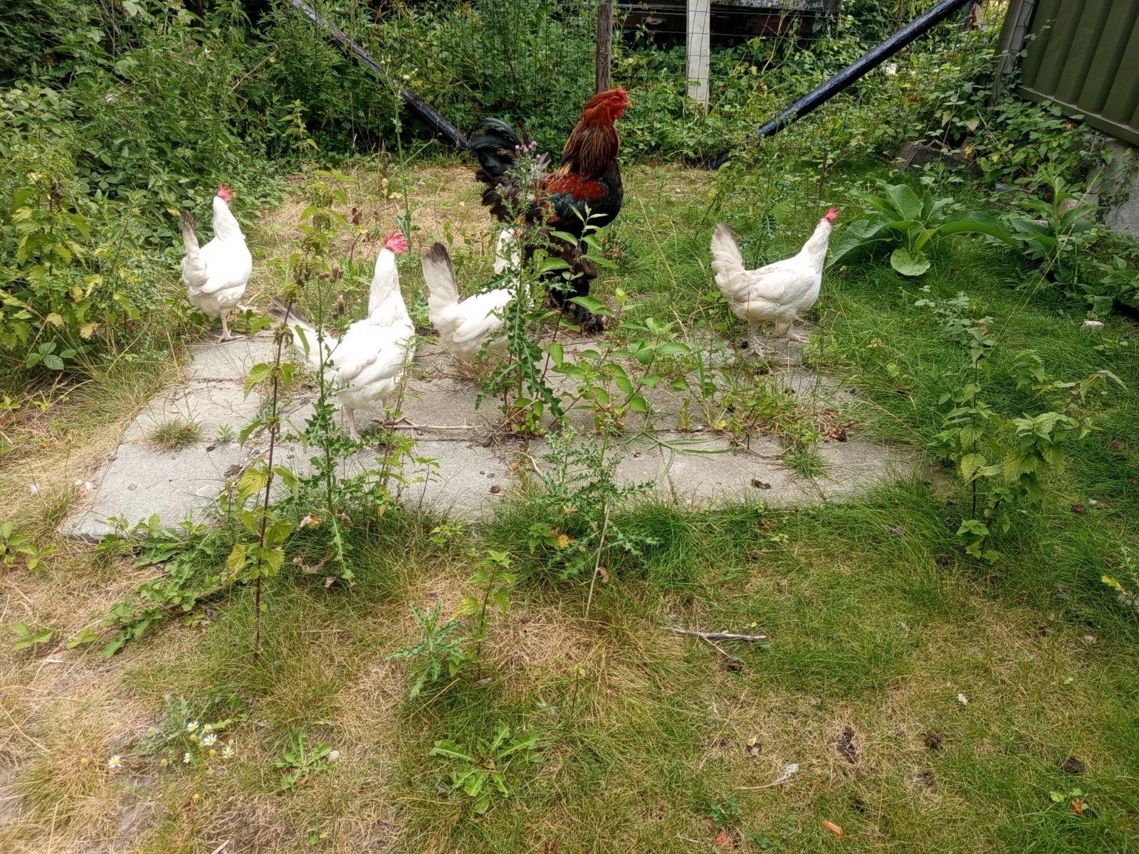 4 witte leghorns te koop, Dieren en Toebehoren, Pluimvee, Vrouwelijk, Kip