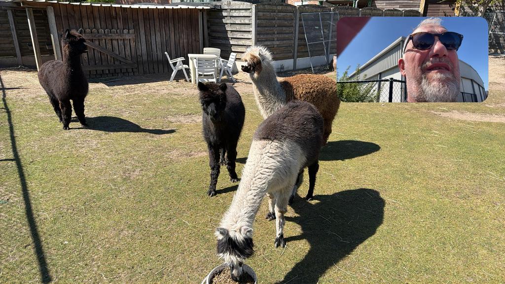 Alpapa s, Dieren en Toebehoren, Paarden, Hengst