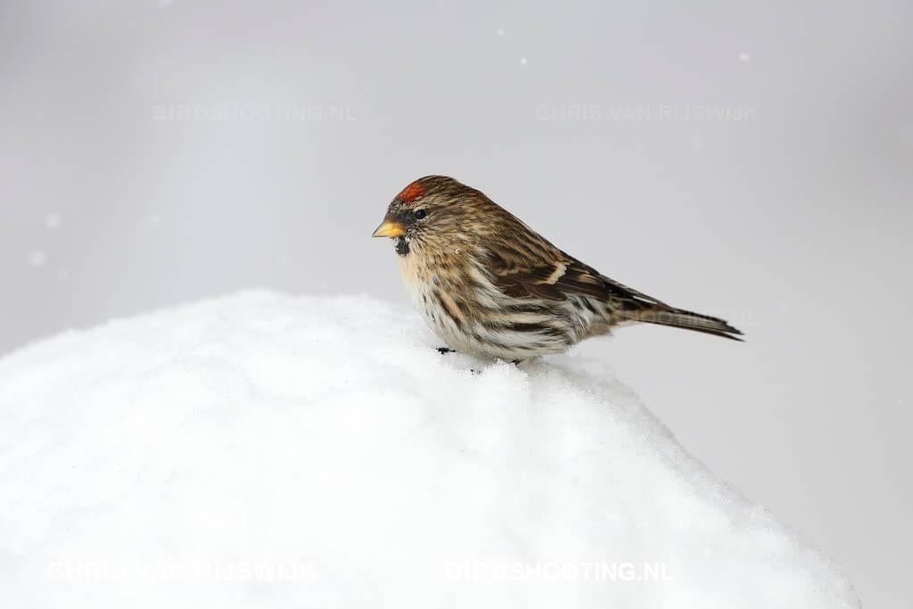 GROENLANDERS (ROSTRATA), Dieren en Toebehoren, Vogels | Overige Vogels, Meerdere dieren, Wildzangvogel, Geringd