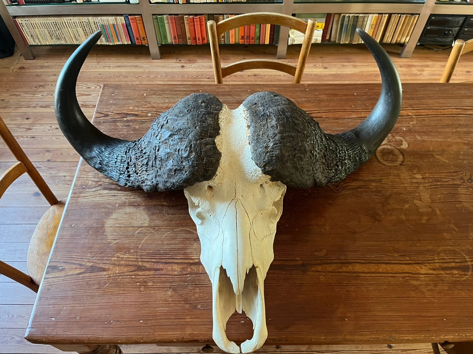 Schedel, gewei, kaapse buffel, taxidermie, Antiek en Kunst, Ophalen