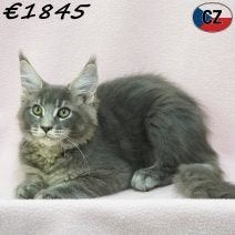 Maine Coon – Majestueus & zachtaardig kittens te koop, Dieren en Toebehoren, Meerdere dieren, Gechipt, 0 tot 2 jaar
