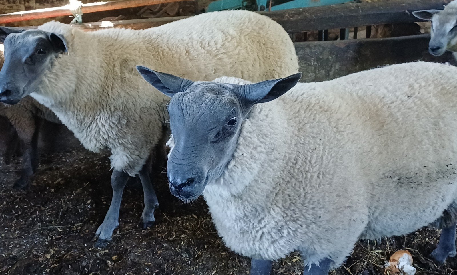 Schapen Bleu de maine 2026, Plusieurs animaux, Mouton, 0 à 2 ans