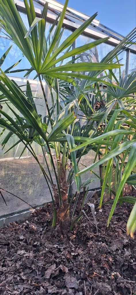 Palm, Ophalen
