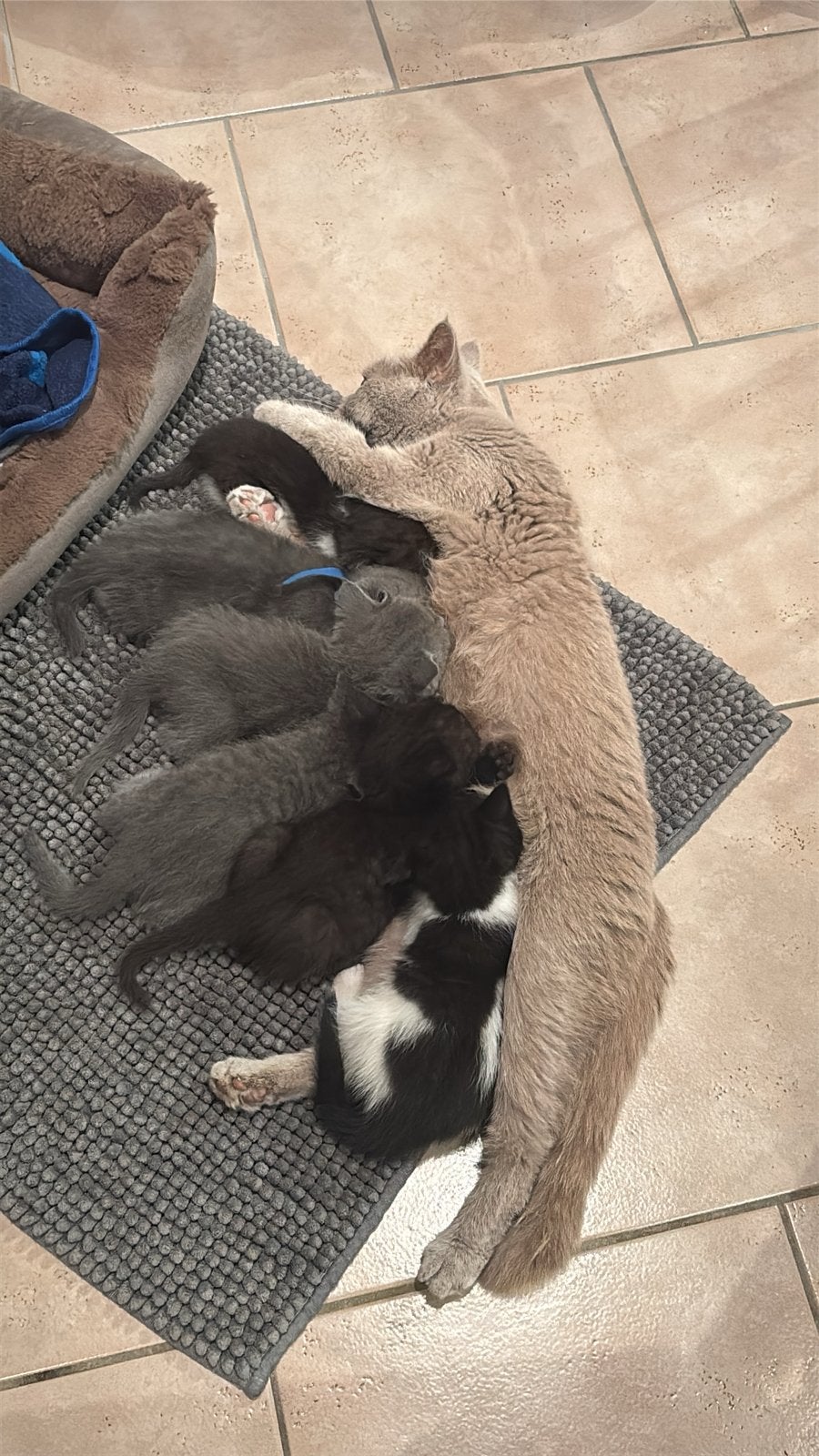 Onze kittens zoeken hun forever 5️ huisje, Dieren en Toebehoren, 0 tot 2 jaar