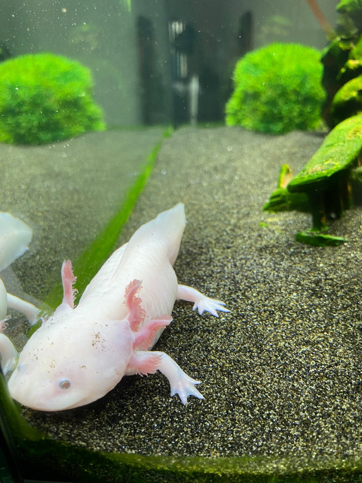 Axolotl inclusief Jewel aquarium en alle toebehoren, Dieren en Toebehoren, Amfibie, Met terrarium, 0 tot 2 jaar