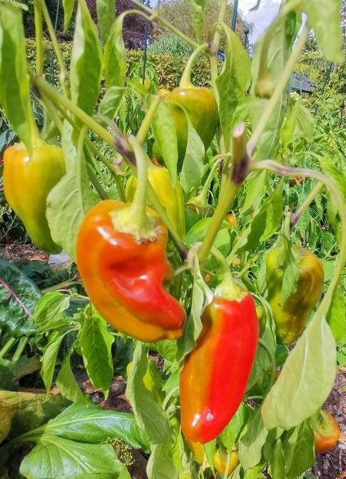5 zaden gestreepte paprika Magic World, Tuin en Terras, Verzenden, Voorjaar, Volle zon, Zaad