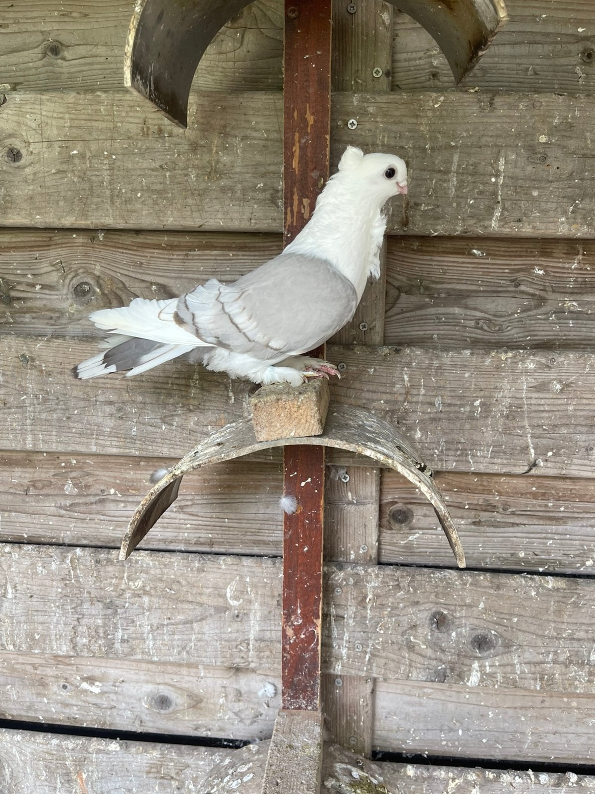 Sierduiven, Dieren en Toebehoren, Vogels | Duiven
