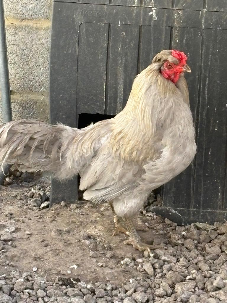 Araucana Haan, Dieren en Toebehoren, Pluimvee, Mannelijk, Kip