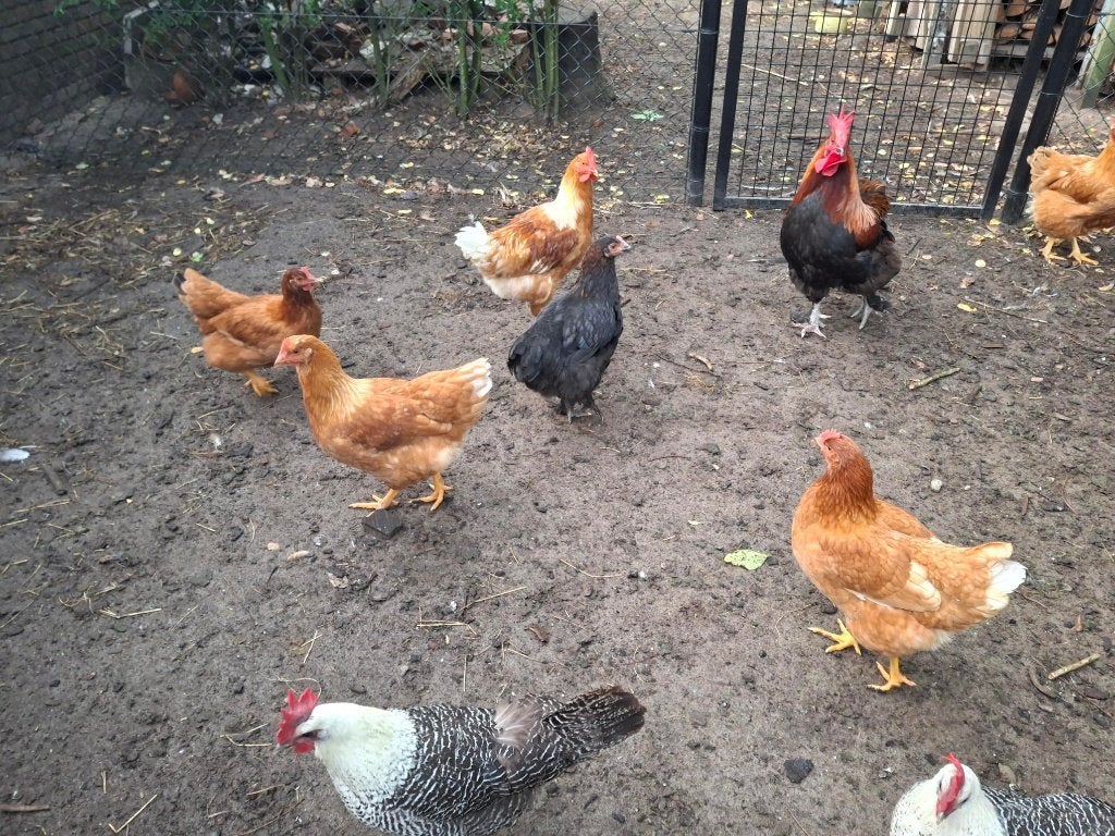 Legkippen hennen €10, hanen €5, Dieren en Toebehoren, Meerdere dieren, Kip