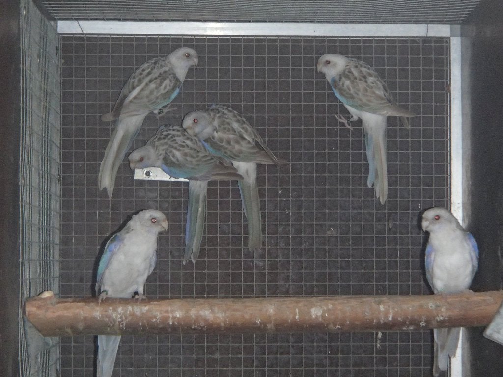 rosella, Dieren en Toebehoren, Vogels | Parkieten en Papegaaien, Meerdere dieren, Parkiet, Geringd