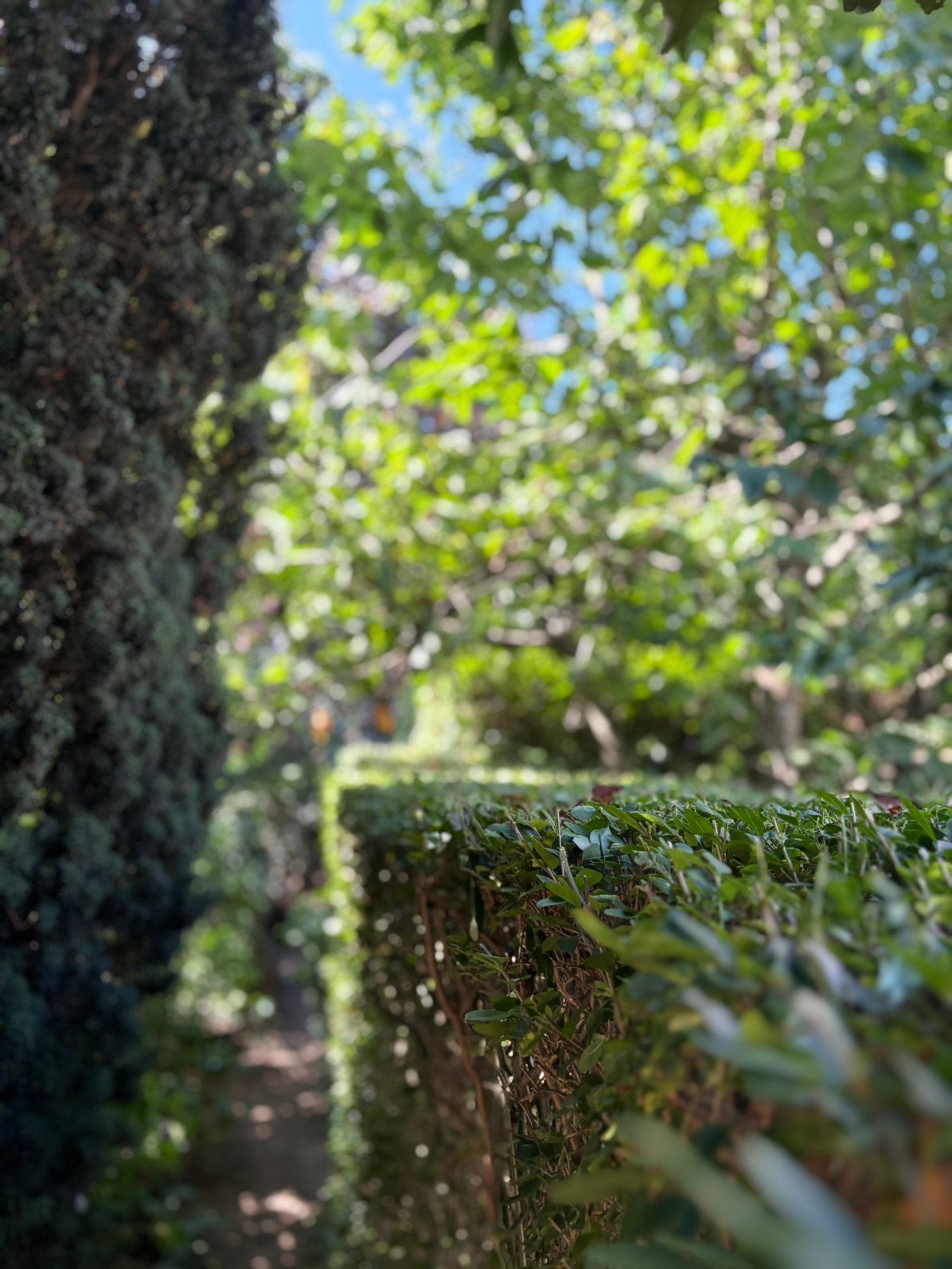 Taille de haie, Jardin & Terrasse, Taille-haies, Enlèvement, Neuf