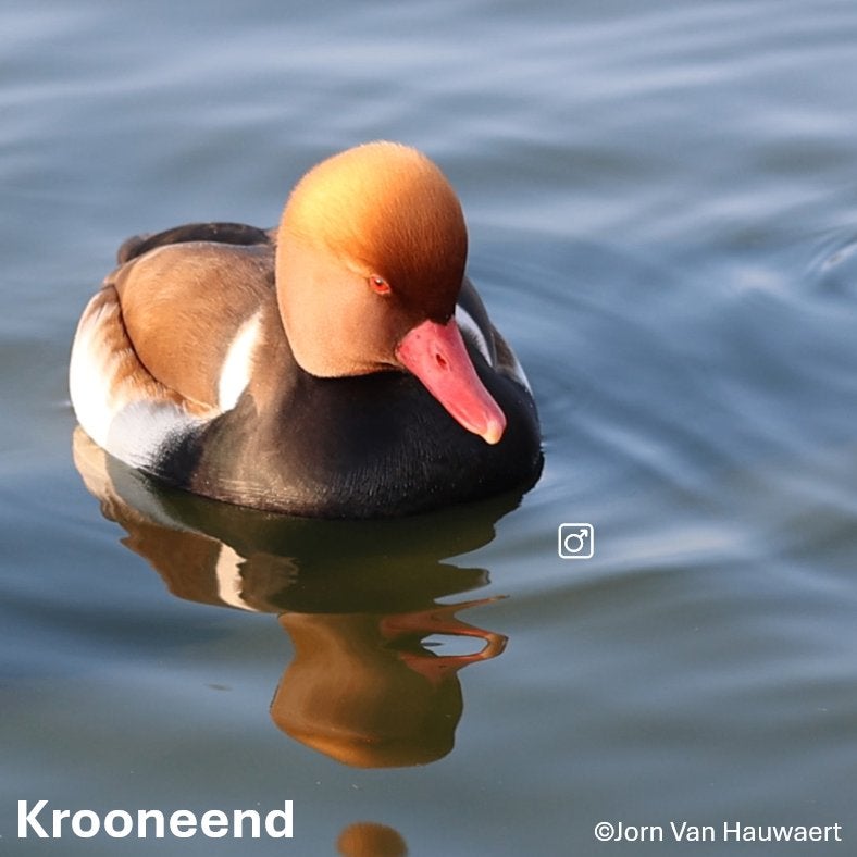 Siereenden, Meerdere dieren, Eend
