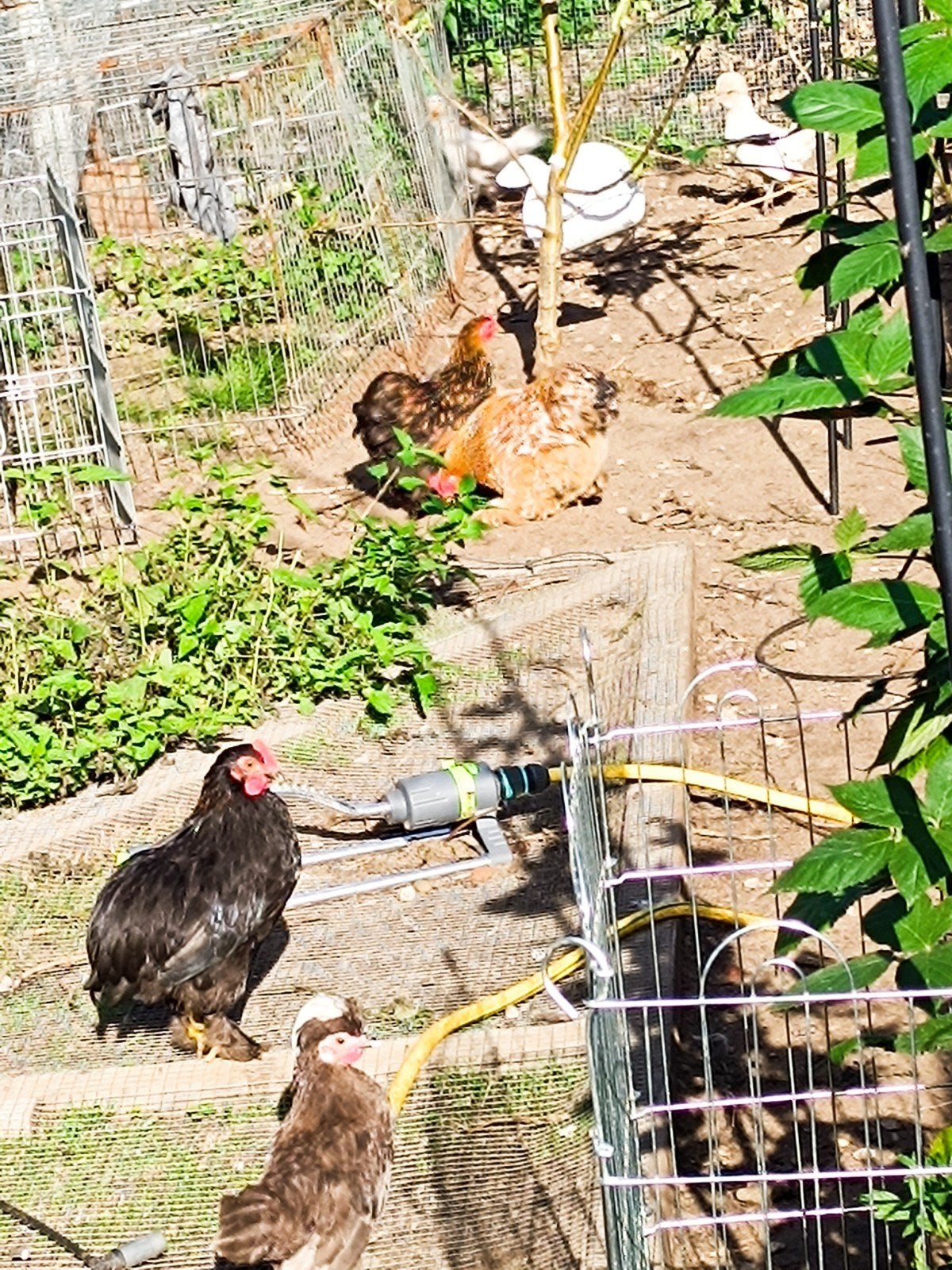 cochien kriel kipjes, Dieren en Toebehoren