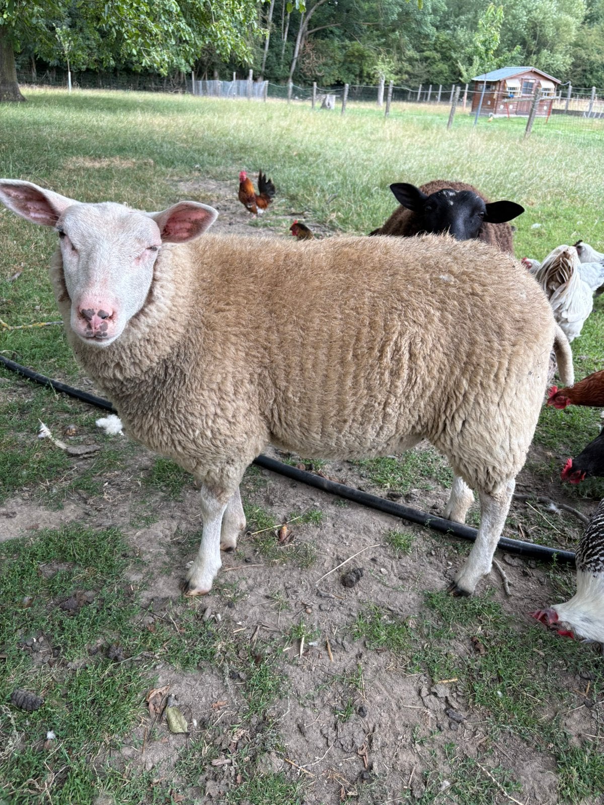 Ooi lam, Dieren en Toebehoren, Schapen, Geiten en Varkens, Vrouwelijk, Schaap, 0 tot 2 jaar