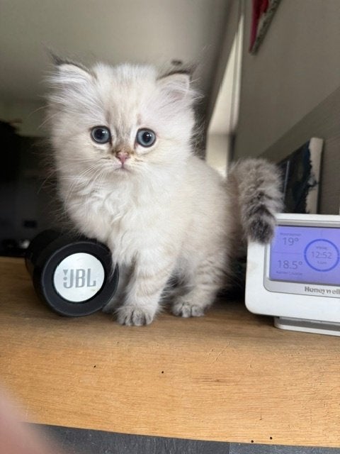 Kitten Britse kort/langhaar, Poes, Gechipt, 0 tot 2 jaar