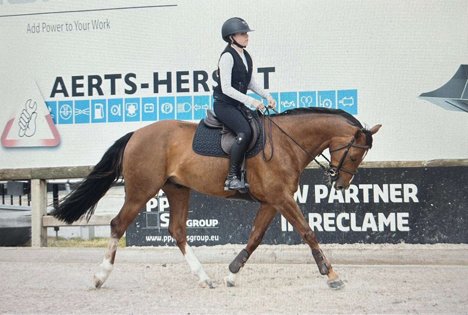 Recreatie/spring paard (e-pony) met veel potentieel, Dieren en Toebehoren, Ruin, 7 tot 10 jaar