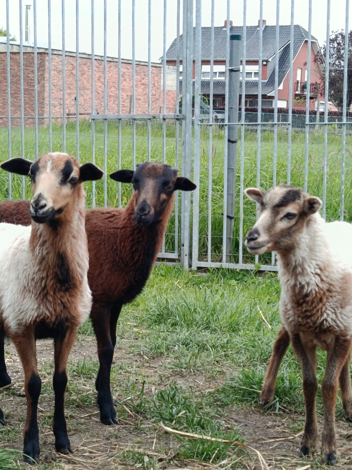3 mooie , goed gevormde Kameroen lammeren, Dieren en Toebehoren
