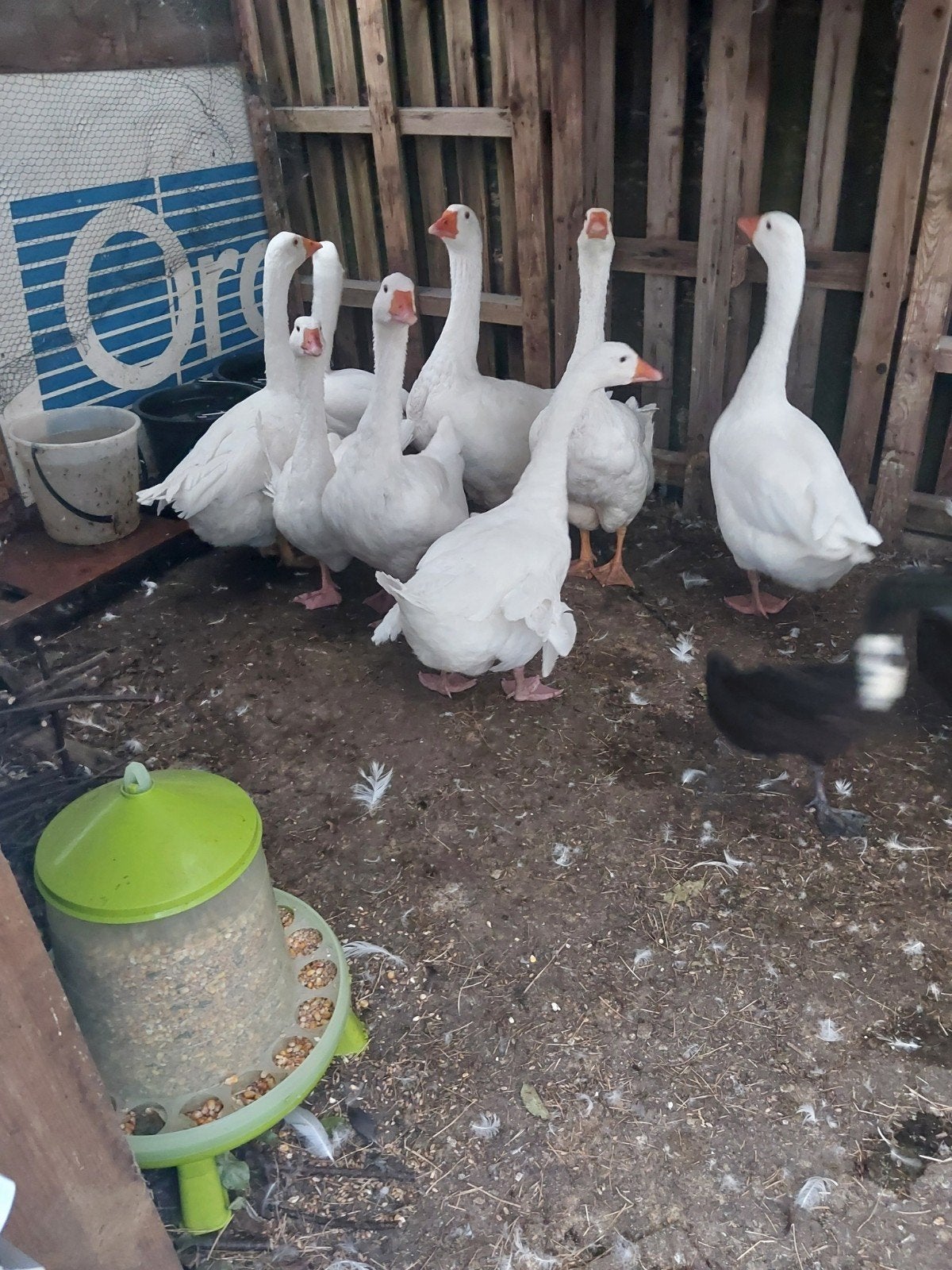 Witte ganzen en loopeenden, Plusieurs animaux