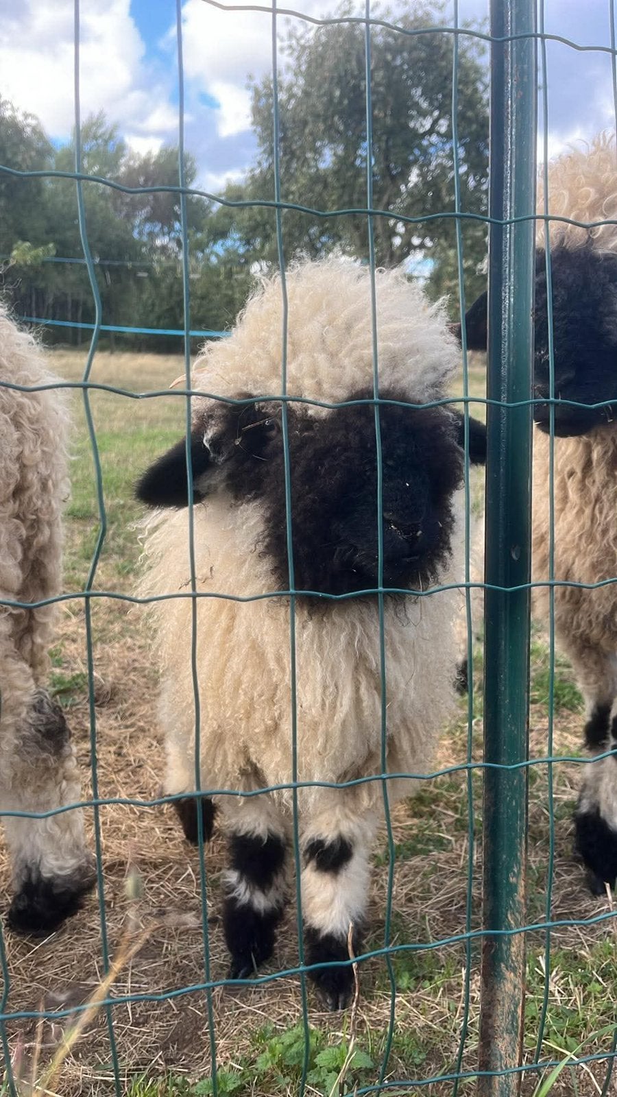 Lamsvlees met zwarte neus uit Wallis, Ophalen