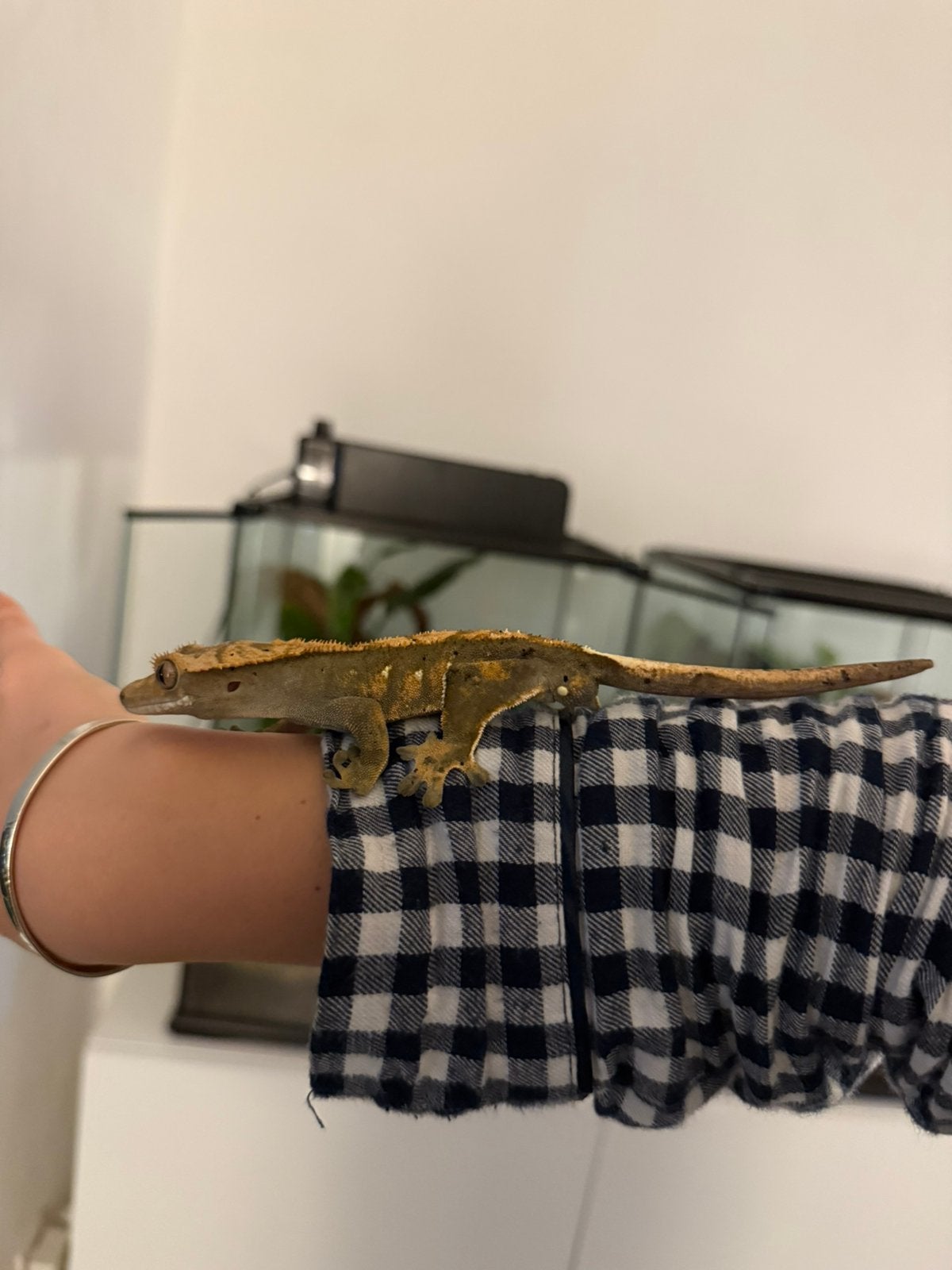 Gecko à cils (Homme) ( 1,8 ans) — Harlequin/Flame morph, Lézard, 0 à 2 ans
