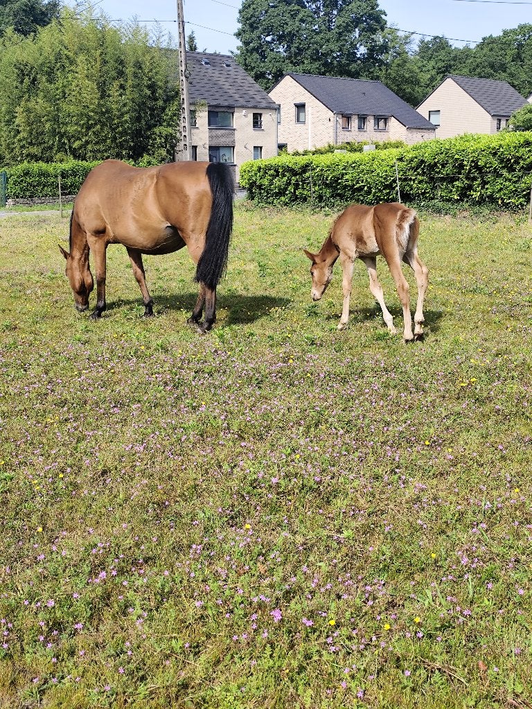 Cheval, 11 ans ou plus, Débourré, 165 à 170 cm, Jument