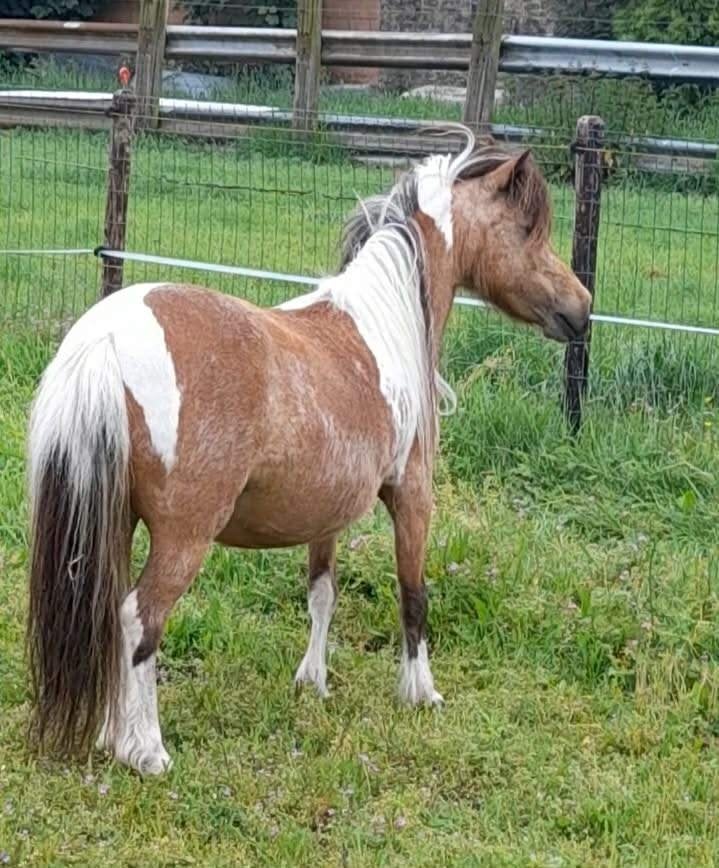 trio mooie kinderpony's  minipaardjes ( tekst lezen ), Dieren en Toebehoren, Meerdere dieren, A pony (tot 1.17m), Met stamboom