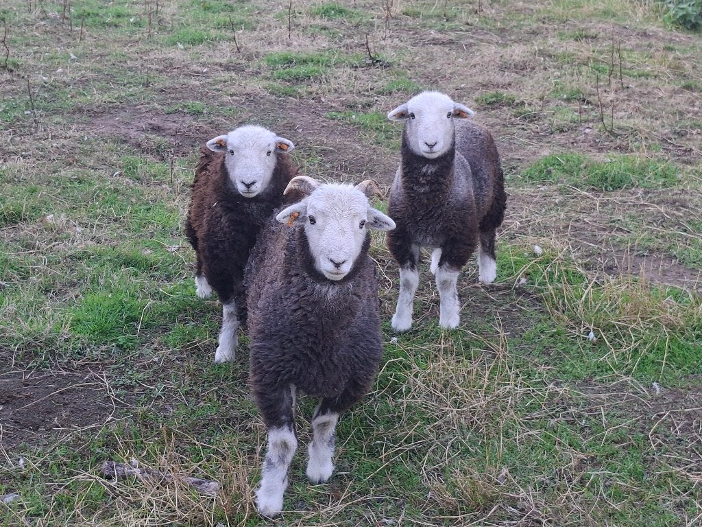 Herdwich schapen, Dieren en Toebehoren, Meerdere dieren, Schaap, 0 tot 2 jaar