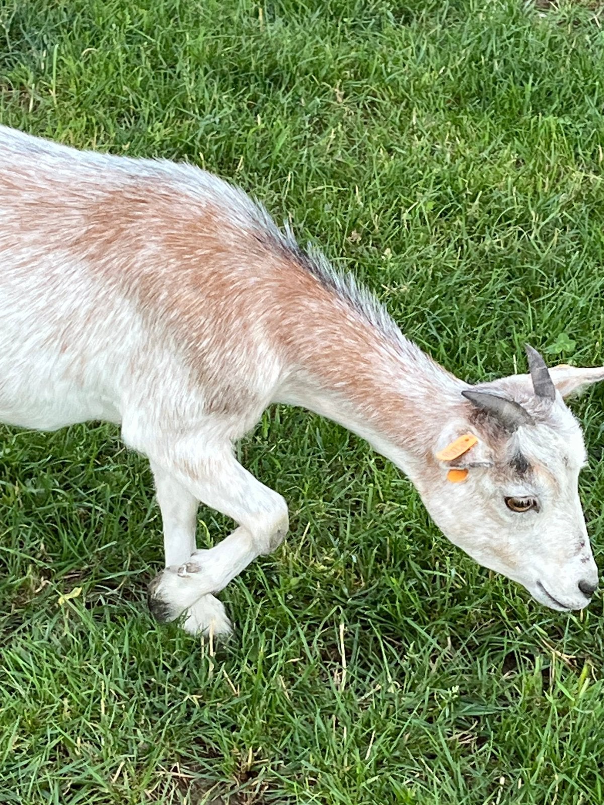 Dwerggeitje, Dieren en Toebehoren, Schapen, Geiten en Varkens